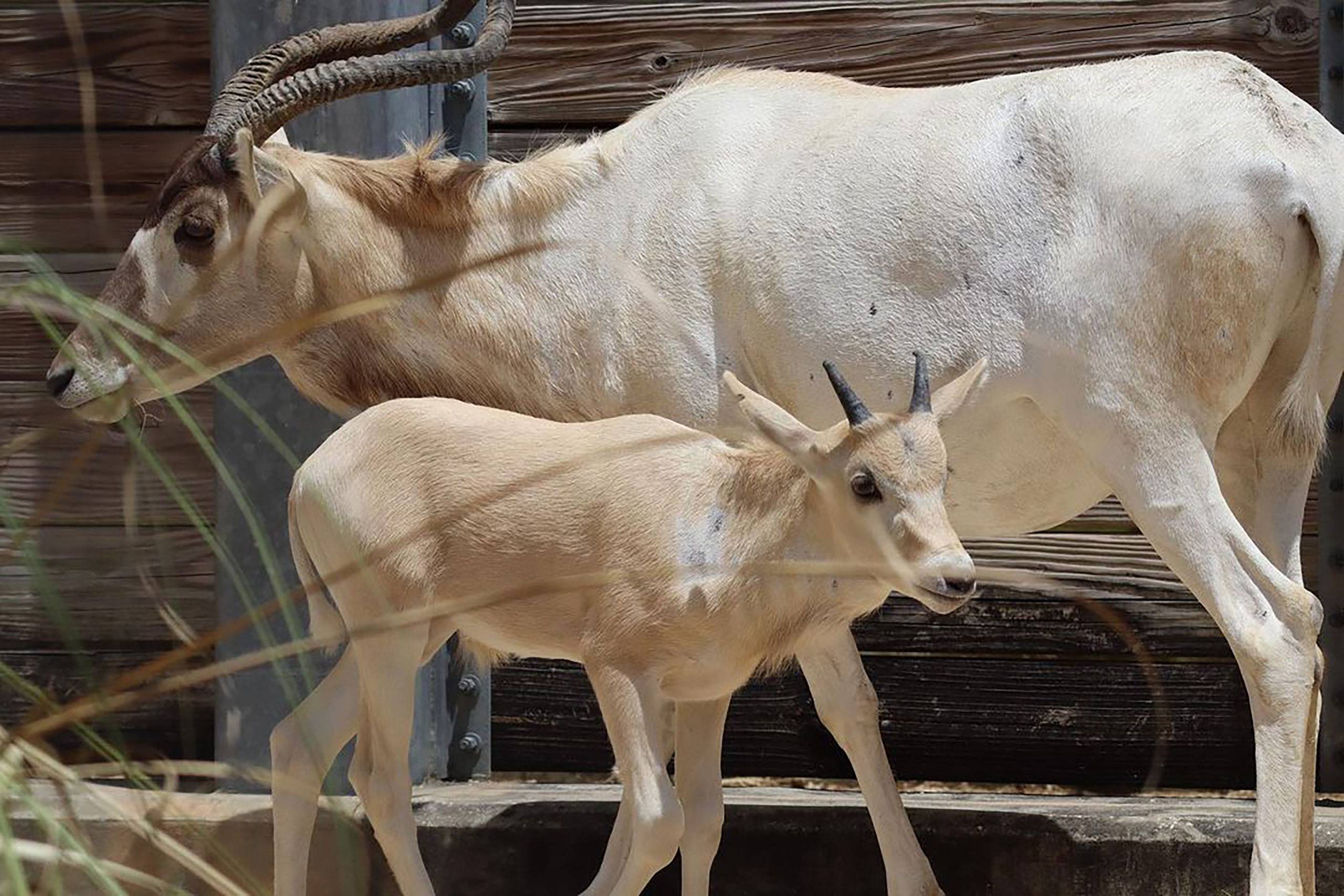 Julien, a baby addax, born at Animal Kingdom Lodge